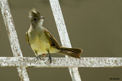 FIOFÍO COPETÓN (Elaenia flavogaster) - Ciudad de Panamà (Abril 2023)
